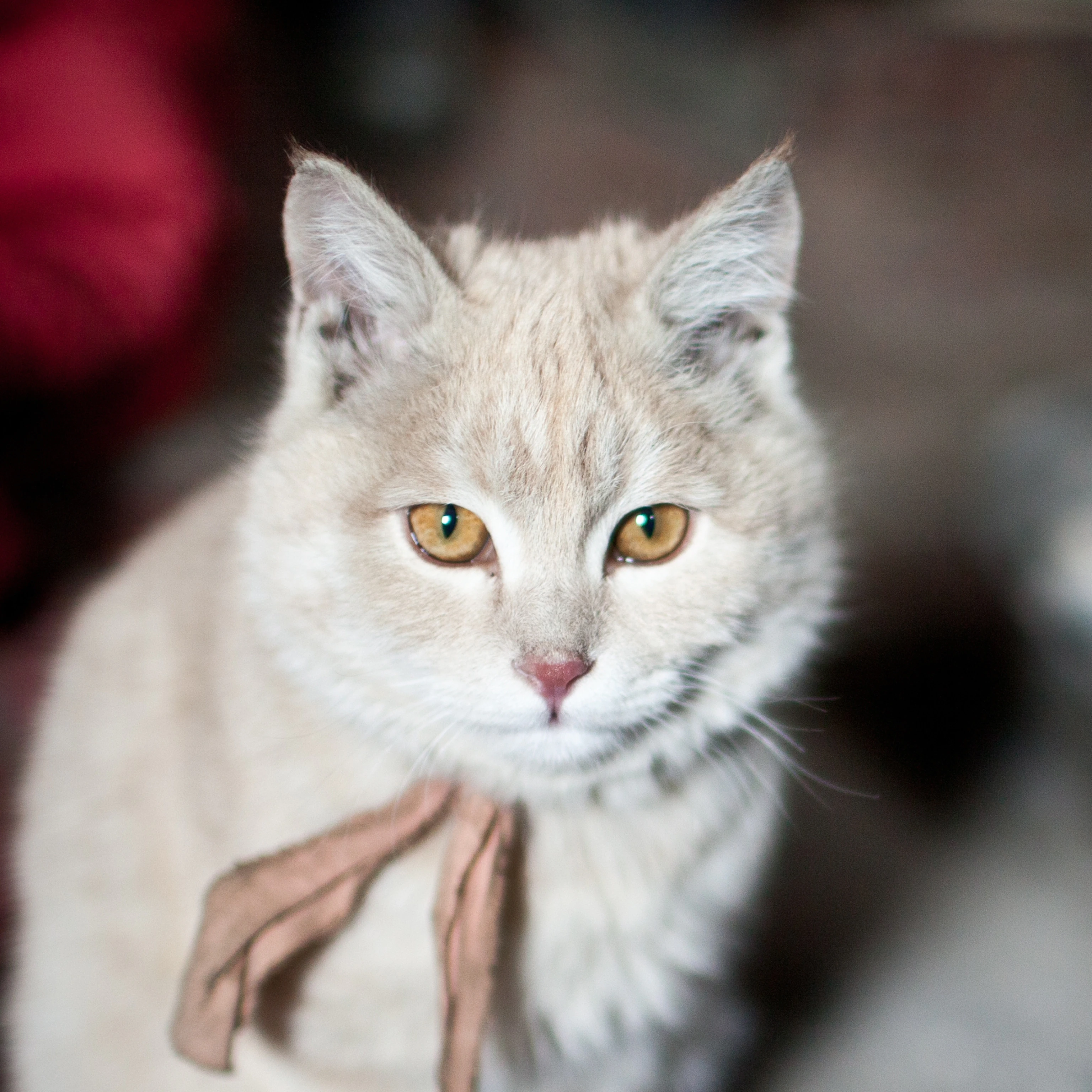 grey cat