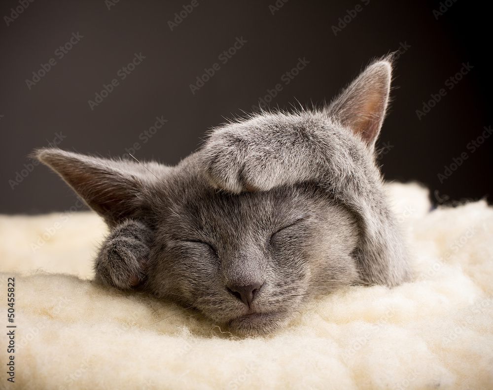 grey cat