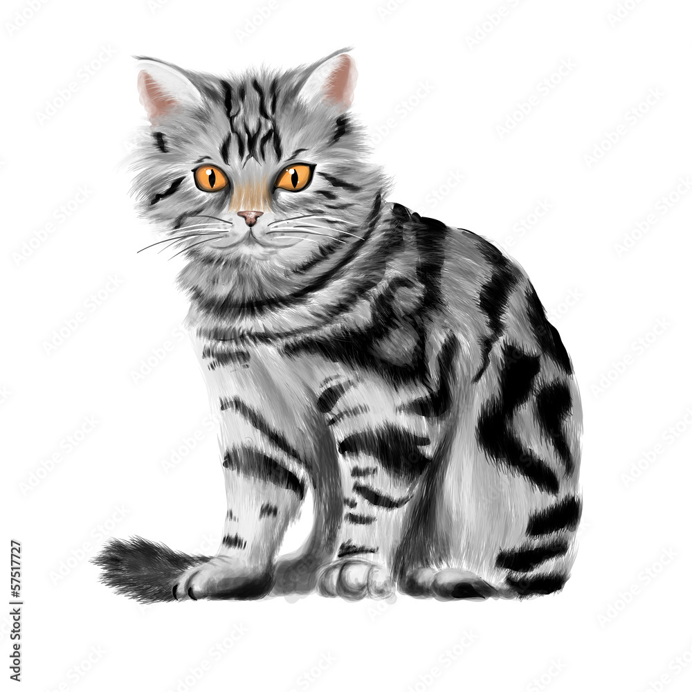 grey cat